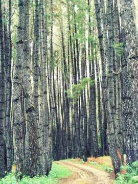Footpath in pine forest Фото
