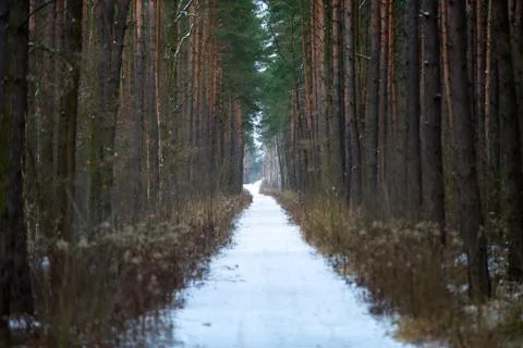 Footpath in a pine forest in winter Stock Photos