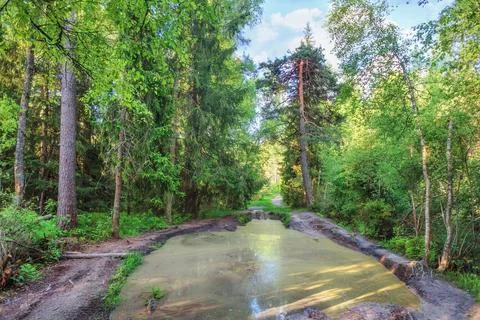 Footpath with puddle in the summer forrest Stock Photos