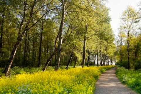 Footpath with rapeseed Stock Photos