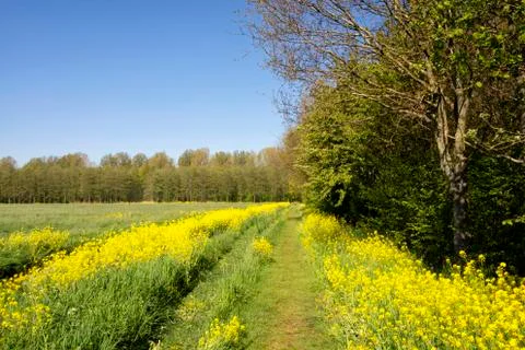 Footpath with rapeseed Stock Photos