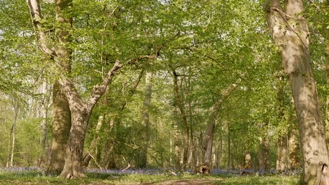 Footpath in spring forest. Green grass and field of bluebells. Tilt down shot. Stock Footage 107602938