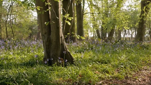 Footpath in spring forest. Green grass and field of bluebells. Panoramic shot. Video stock 107603200