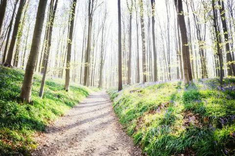 Footpath in spring forest. Nature background Stock Photos