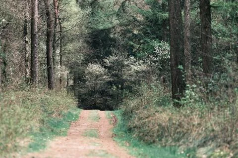 Footpath in spring forest with vanishing point perspective. Stock Photos