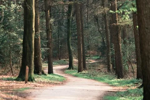 Footpath in spring forest with vanishing point perspective. Stock Photos
