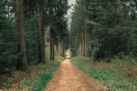 Footpath in spring forest with vanishing point perspective. Stock Photos