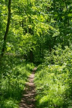 A footpath in the sprintime forest Stock Photos