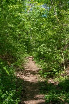 A footpath in the sprintime forest Foto stock