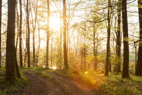 A footpath in the sprintime forest Stock Photos
