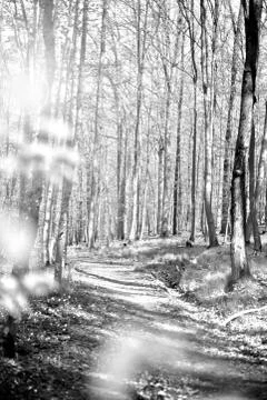 A footpath in the sprintime forest Stock Photos