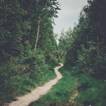Footpath in the summer forest Stock Photos