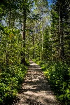 Footpath in the summer forest. Vertical frame. Stock Photos