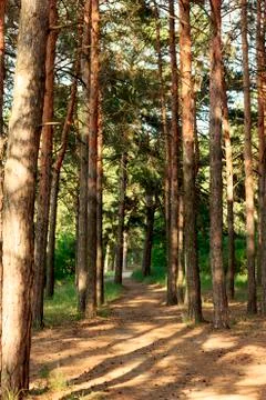 A footpath in a sunny pine forest Stock Photos