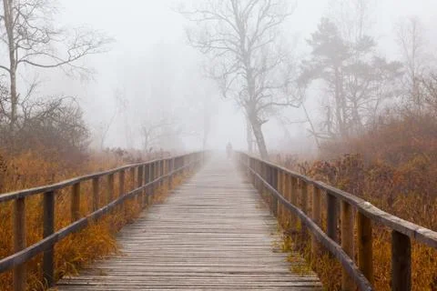 Footpath throug the swamp Stock Photos