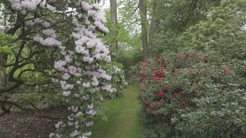 Footpath through an established Rhododendron, Forest of Dean, Gloucestershire. Stockbeeldmateriaal 326676535