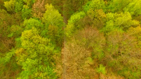 Footpath through forest Stock Footage 62738118