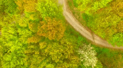 Footpath through forest Stock Footage 62738189