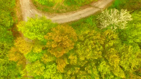 Footpath through forest Stock Footage 62738256