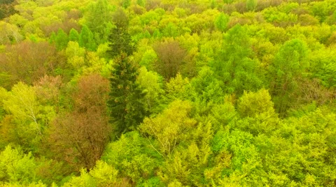 Footpath through forest Stock Footage 62738275