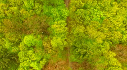 Footpath through forest Stock Footage 62738304