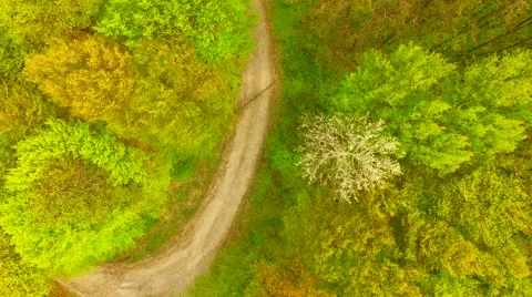Footpath through forest Stock Footage 62738320