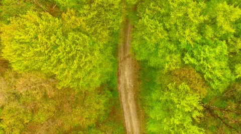 Footpath through forest Stock Footage 62738471