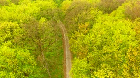 Footpath through forest Stock Footage 62738872