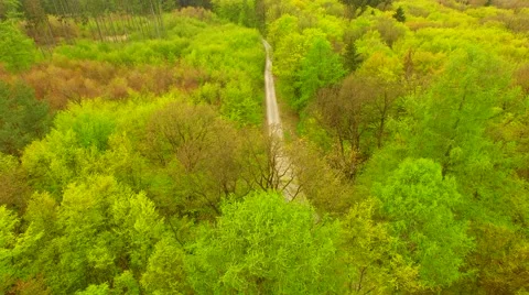 Footpath through forest Stock Footage 62739060