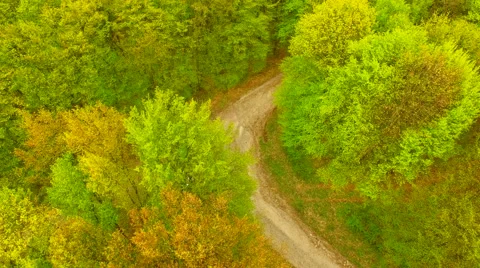 Footpath through forest Stock Footage 62739181