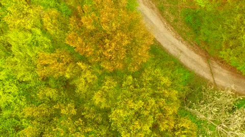 Footpath through forest Stock Footage 62739207