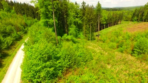 Footpath through forest Stock Footage 62902990