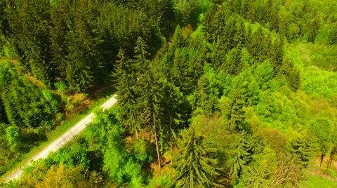 Footpath through forest Stock Footage 62903123