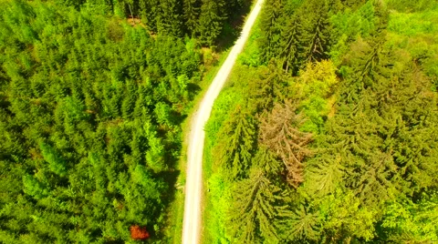 Footpath through forest Stock Footage 62903178