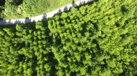 Footpath through forest Stock Footage 63939825