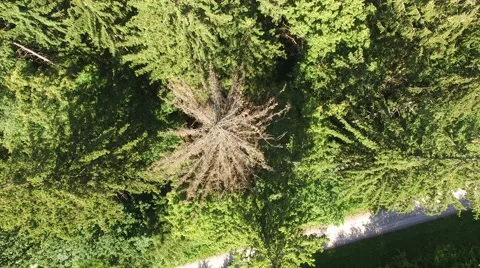 Footpath through forest Stock Footage 63940028