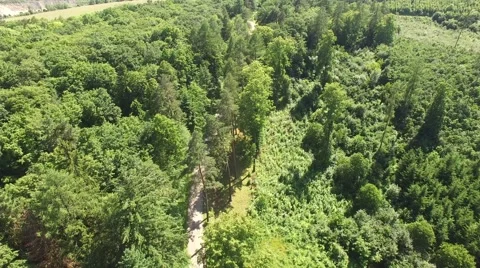Footpath through forest Stock Footage 63941268