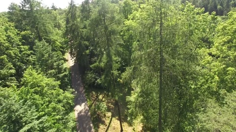 Footpath through forest Stock Footage 63941639