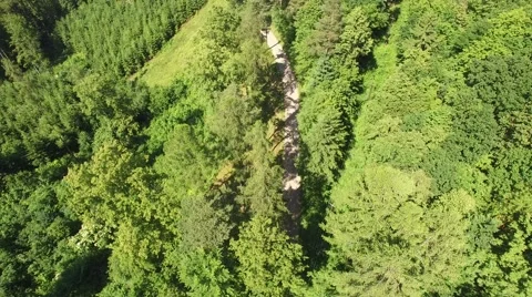 Footpath through forest Stock Footage 63941654