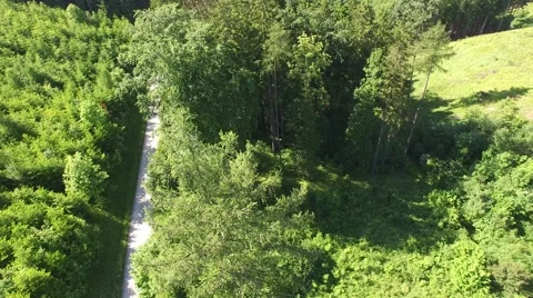 Footpath through forest Stock Footage 63948133