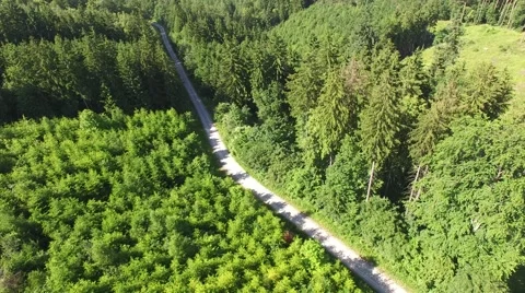 Footpath through forest Stock Footage 63949090