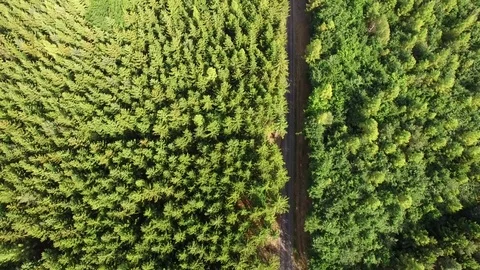Footpath through forest Stock Footage 76578699