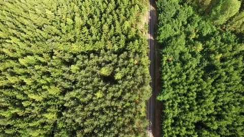 Footpath through forest Stock Footage 76578969
