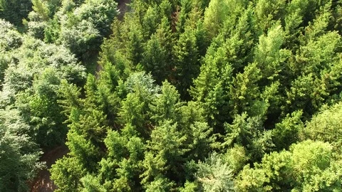 Footpath through forest Stock Footage 76579315