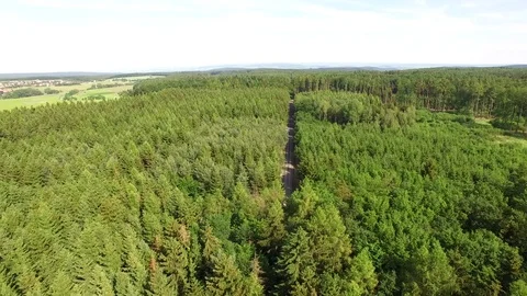 Footpath through forest Stock Footage 76580493