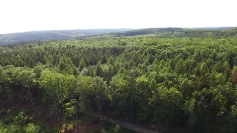 Footpath through forest Stock Footage 76582291
