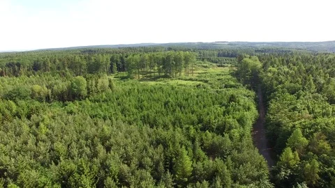 Footpath through forest Stock Footage 76582359
