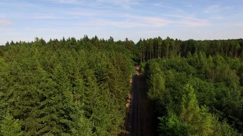 Footpath through forest Stock Footage 76594824