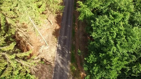 Footpath through forest Stock Footage 76594859