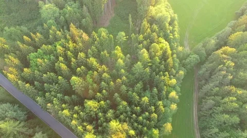 Footpath through forest Stock Footage 76629468